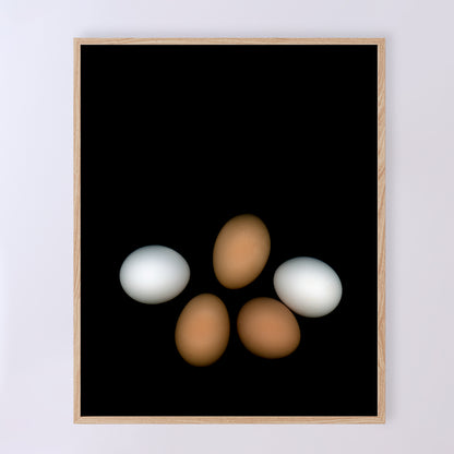 PLayfull display of 5 chicken eggs, three brown and two white on a black background.  356-1 Open edition print 8x10 inches by Carmen Grenier.