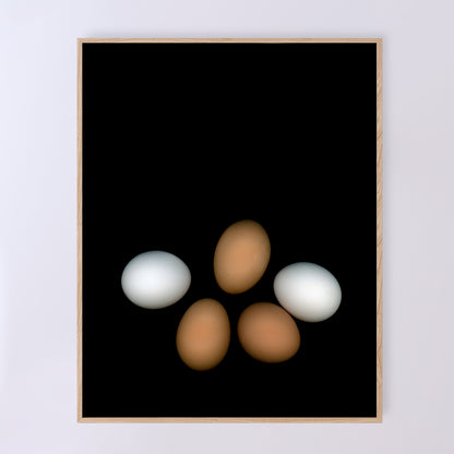 PLayfull display of 5 chicken eggs, three brown and two white on a black background.  356-2 Open edition print 11x14 inches by Carmen Grenier.