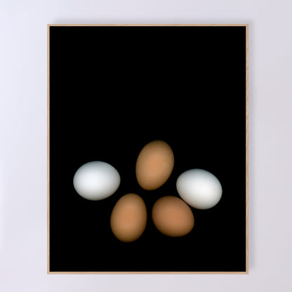 PLayfull display of 5 chicken eggs, three brown and two white on a black background.  356-3 Open edition print 16x20 inches by Carmen Grenier.