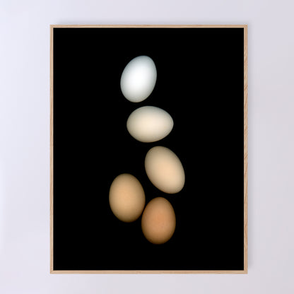 PLayfull display of 5 chicken eggs, from white to brown on a black background.  357-2 Open edition print Lets gather together, 11x14 inches by Carmen Grenier.