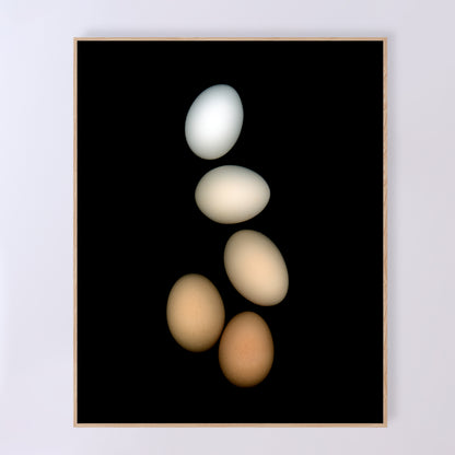 PLayfull display of 5 chicken eggs, from white to brown on a black background.  357-3 Open edition print Lets gather together, 16x20 inches by Carmen Grenier.