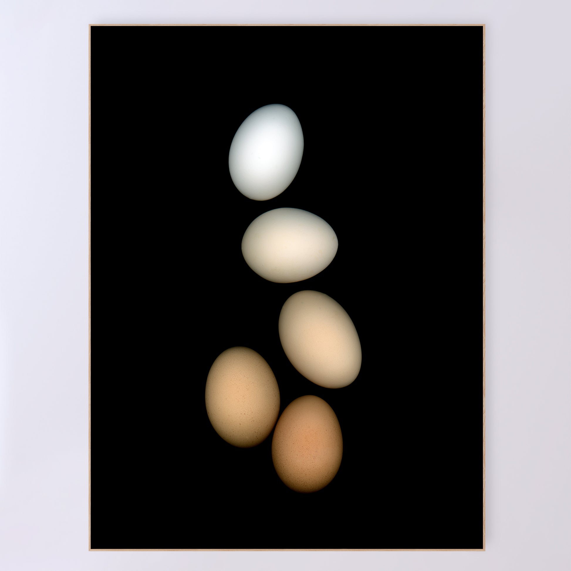 PLayfull display of 5 chicken eggs, from white to brown on a black background.  357-5 Open edition print Lets gather together, 36x48 inches by Carmen Grenier.