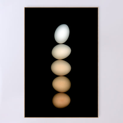 Five chicken eggs, ranging in color from white to deep brown and muted beige, are balanced on a black background, hence the name Équilibre for this open-edition fine art print. OE-358-4, 24x36 inches. Scanography by Carmen Grenier.