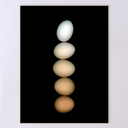 Five chicken eggs, ranging in color from white to deep brown and muted beige, are balanced on a black background, hence the name Équilibre for this open-edition fine art print. OE-358-5, 36x48 inches. Scanography by Carmen Grenier.