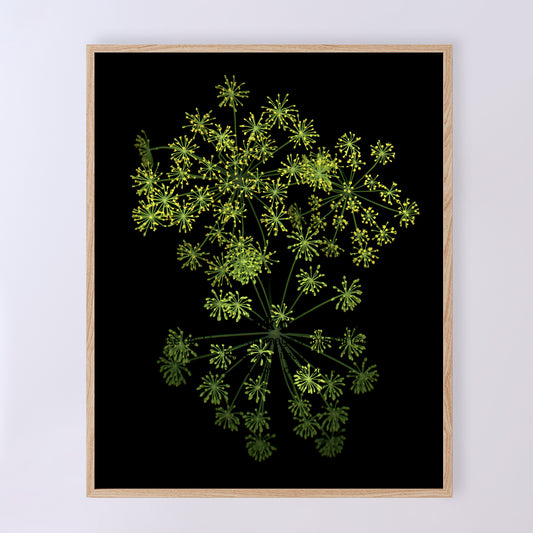 Fresh dill photographed from above on a black background gives the impression of a floral firework. 8x10 inches, shown framed, OE-359-1. Scanography by Carmen Grenier.