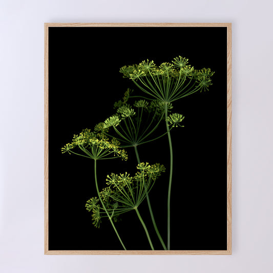 Silhouette of fresh dill on a black background. 8x10 inches, shown framed, OE-360-1. Scanography by Carmen Grenier.