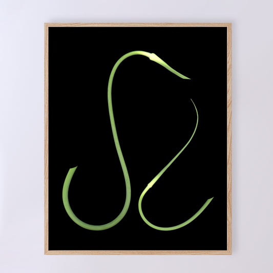 The swan-like gracefulness of garlic scapes. One scape represents the adult, a second much smaller represents a child. 8x10 inches print, OE-361-1. Scanography by Carmen Grenier