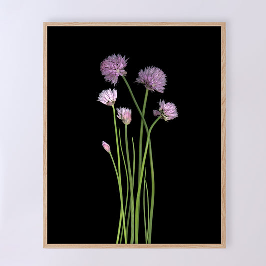 This fine art print features a detailed bouquet of chives in bloom on a black background. The print measures 8x10 inches and has the code OE-363-1. The image was created using scanography by Carmen Grenier.