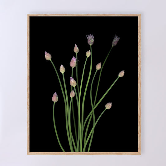 This fine art print features a detailed bouquet of chives in bloom on a black background. The print measures 8x10 inches and has the code OE-364-1. The image was created using scanography by Carmen Grenier.