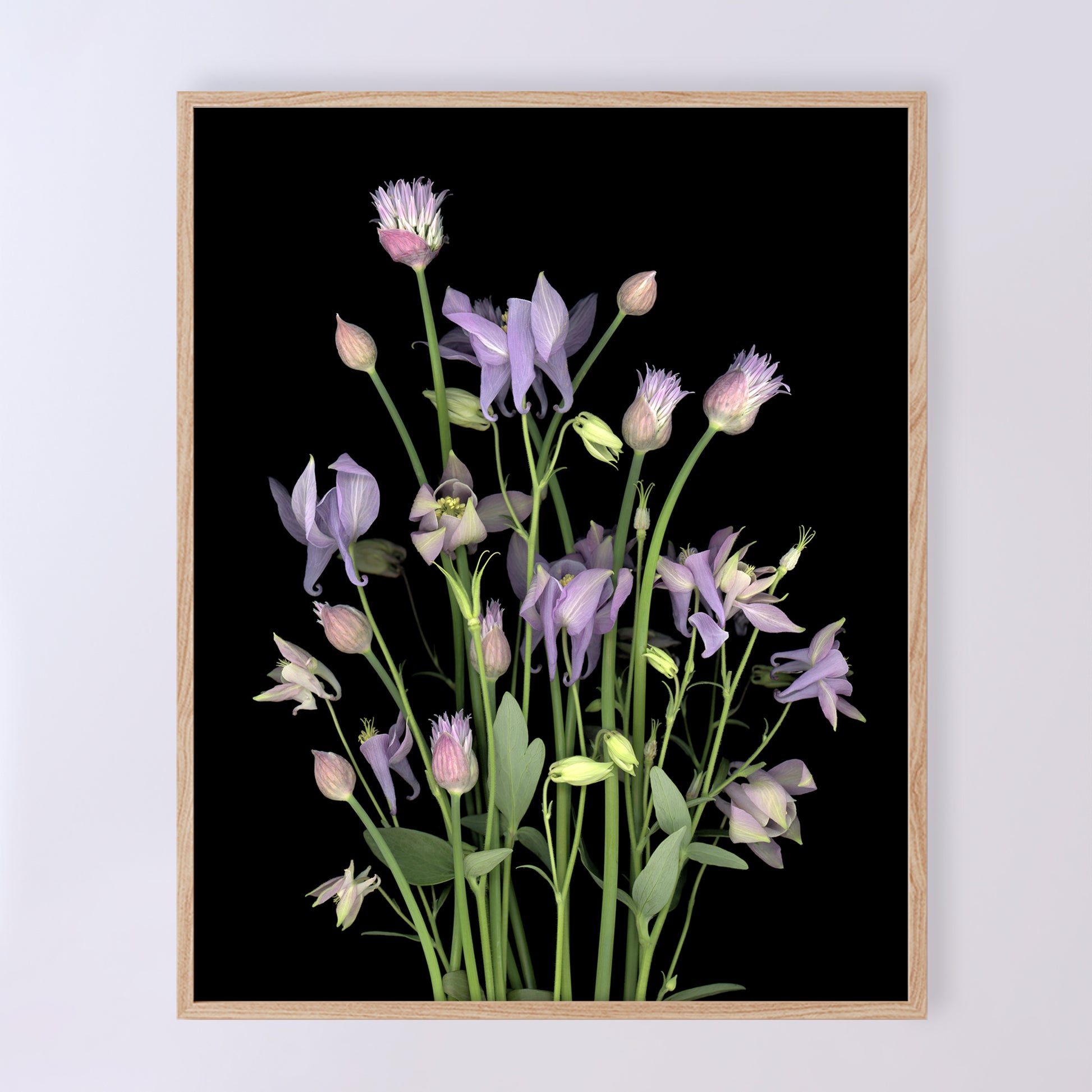 This fine art print features a bouquet of columbine flowers with chives in bloom on a black background. The print measures 8x10 inches and has the code OE-365-1. The image was created using scanography by Carmen Grenier.