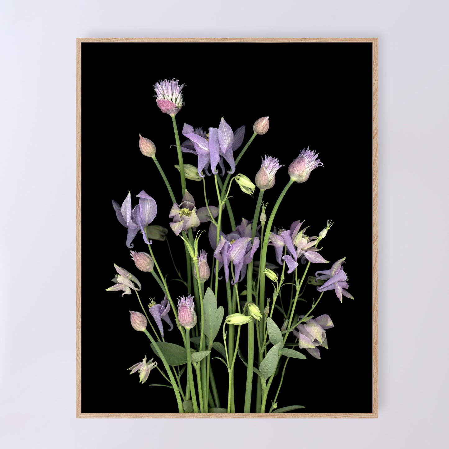 This fine art print features a bouquet of purple columbine flowers with chives in bloom on a black background. The print measures 11x14 inches and has the code OE-365-2. The image was created using scanography by Carmen Grenier.