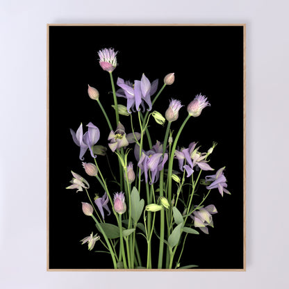 This fine art print features a bouquet of purple columbine flowers with chives in bloom on a black background. The print measures 16x20 inches and has the code OE-365-3. The image was created using scanography by Carmen Grenier.