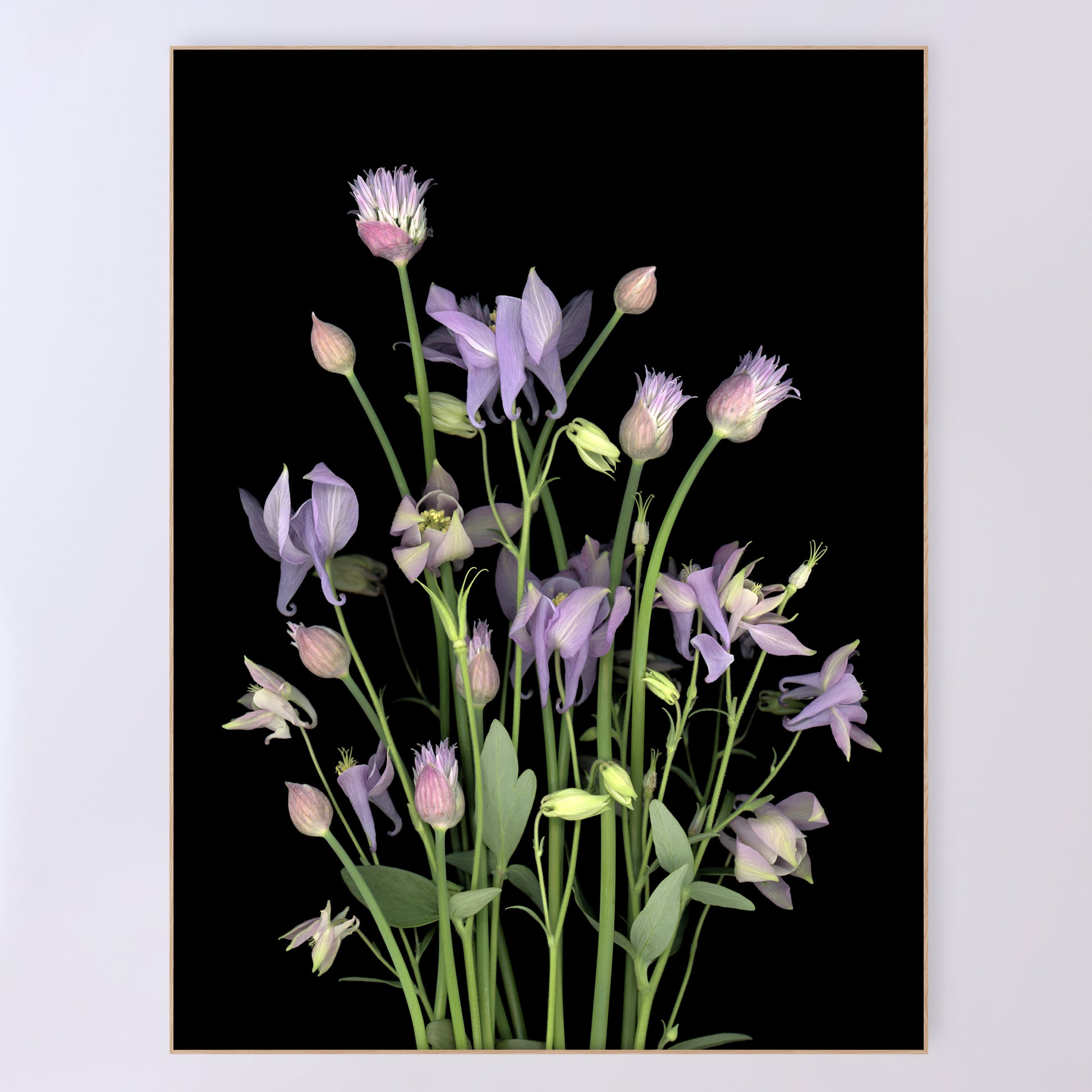 This fine art print features a bouquet of purple columbine flowers with chives in bloom on a black background. The print measures 36x48 inches and has the code OE-365-5. The image was created using scanography by Carmen Grenier.