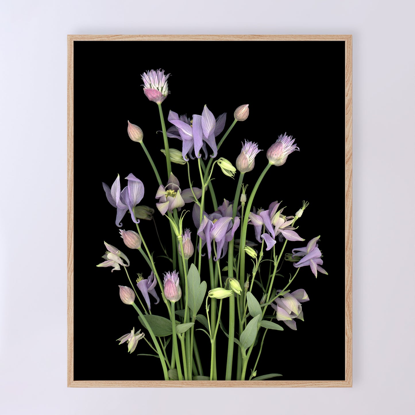 This fine art print features a bouquet of purple columbine flowers with chives in bloom on a black background. The print measures 24x30 inches and has the code OE-365-6. The image was created using scanography by Carmen Grenier.