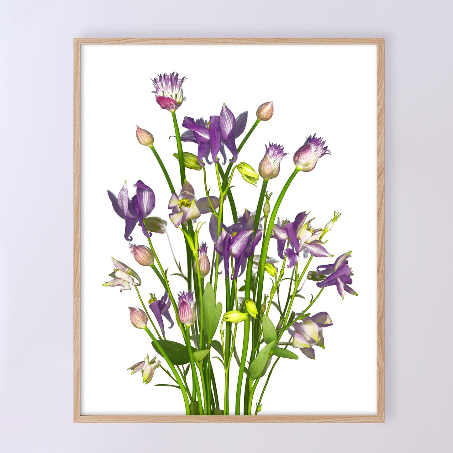 This fine art print features a bouquet of columbine flowers with chives in bloom on a white background. The print measures 8x10 inches and has the code OE-366-1. The image was created using scanography by Carmen Grenier.