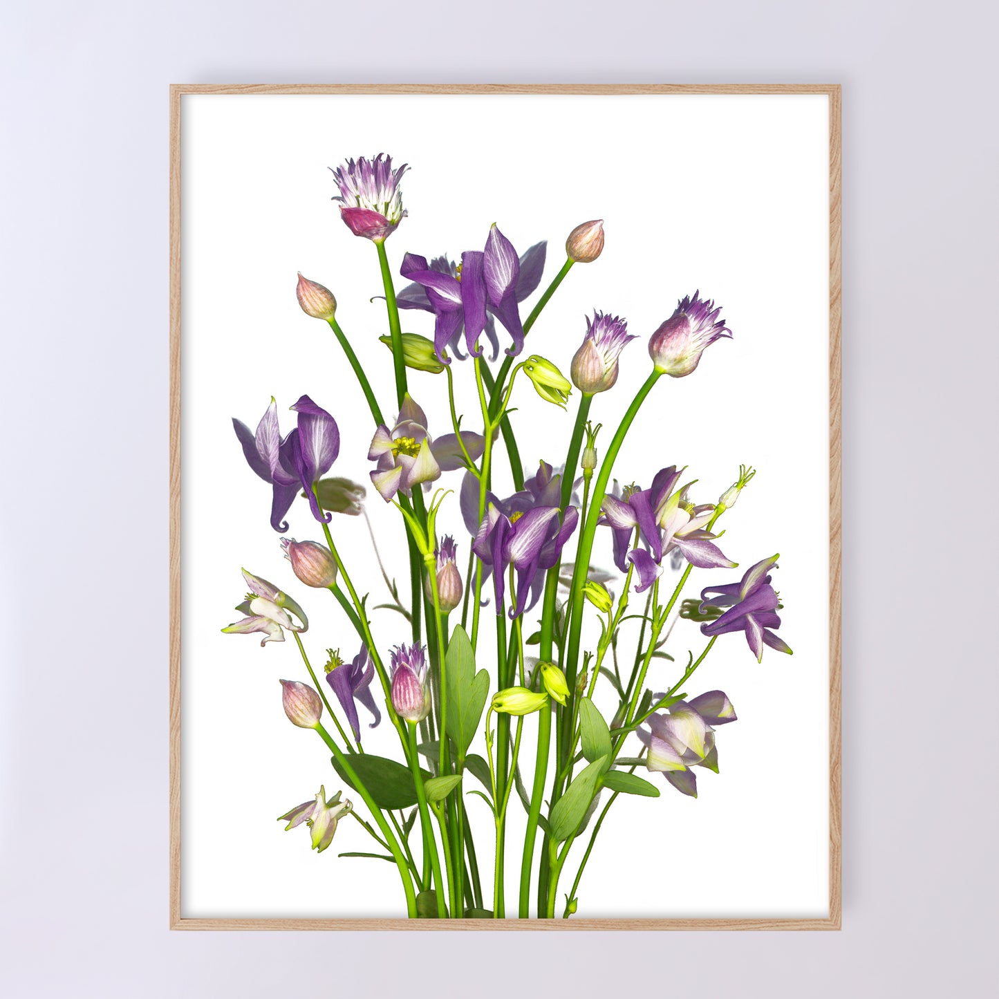 This fine art print features a bouquet of columbine flowers with chives in bloom on a white background. The print measures 11x14 inches and has the code OE-366-2. The image was created using scanography by Carmen Grenier.