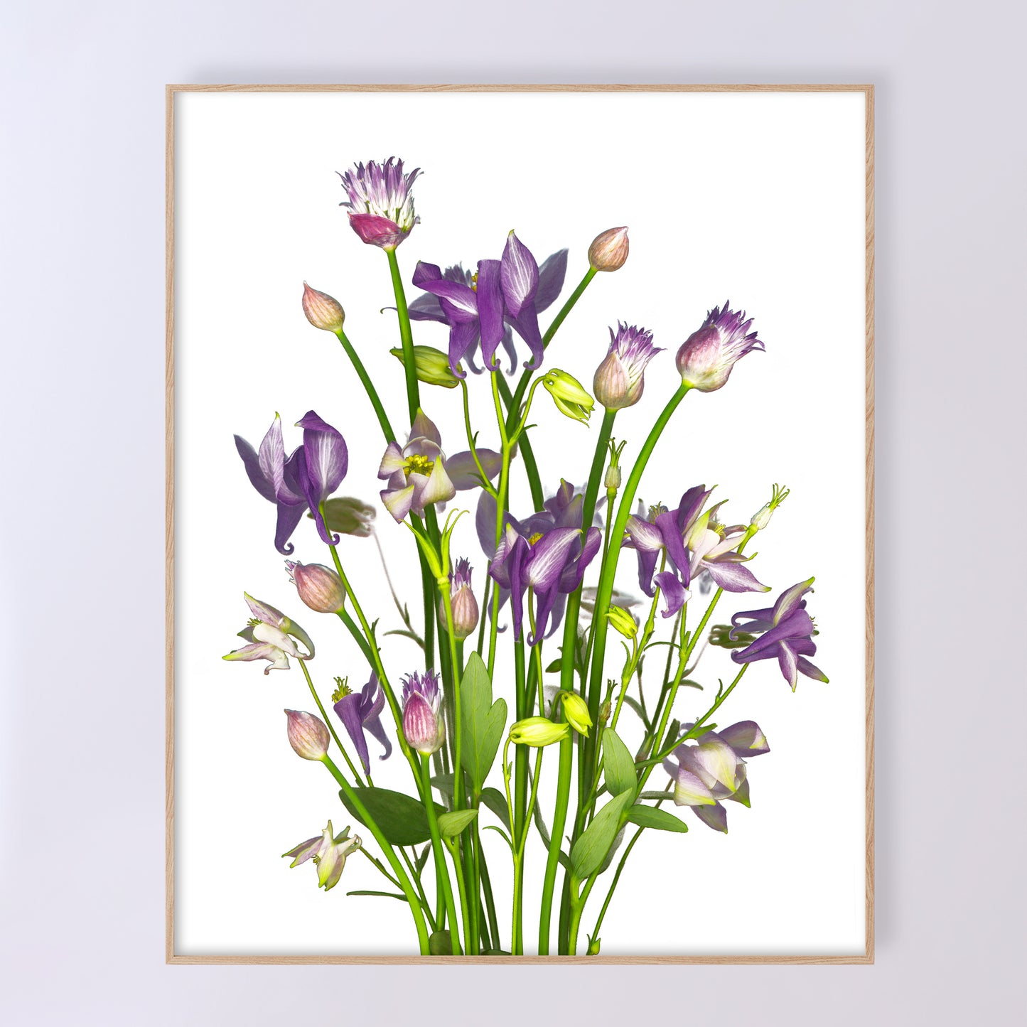 This fine art print features a bouquet of columbine flowers with chives in bloom on a white background. The print measures 16x20 inches and has the code OE-366-3. The image was created using scanography by Carmen Grenier.