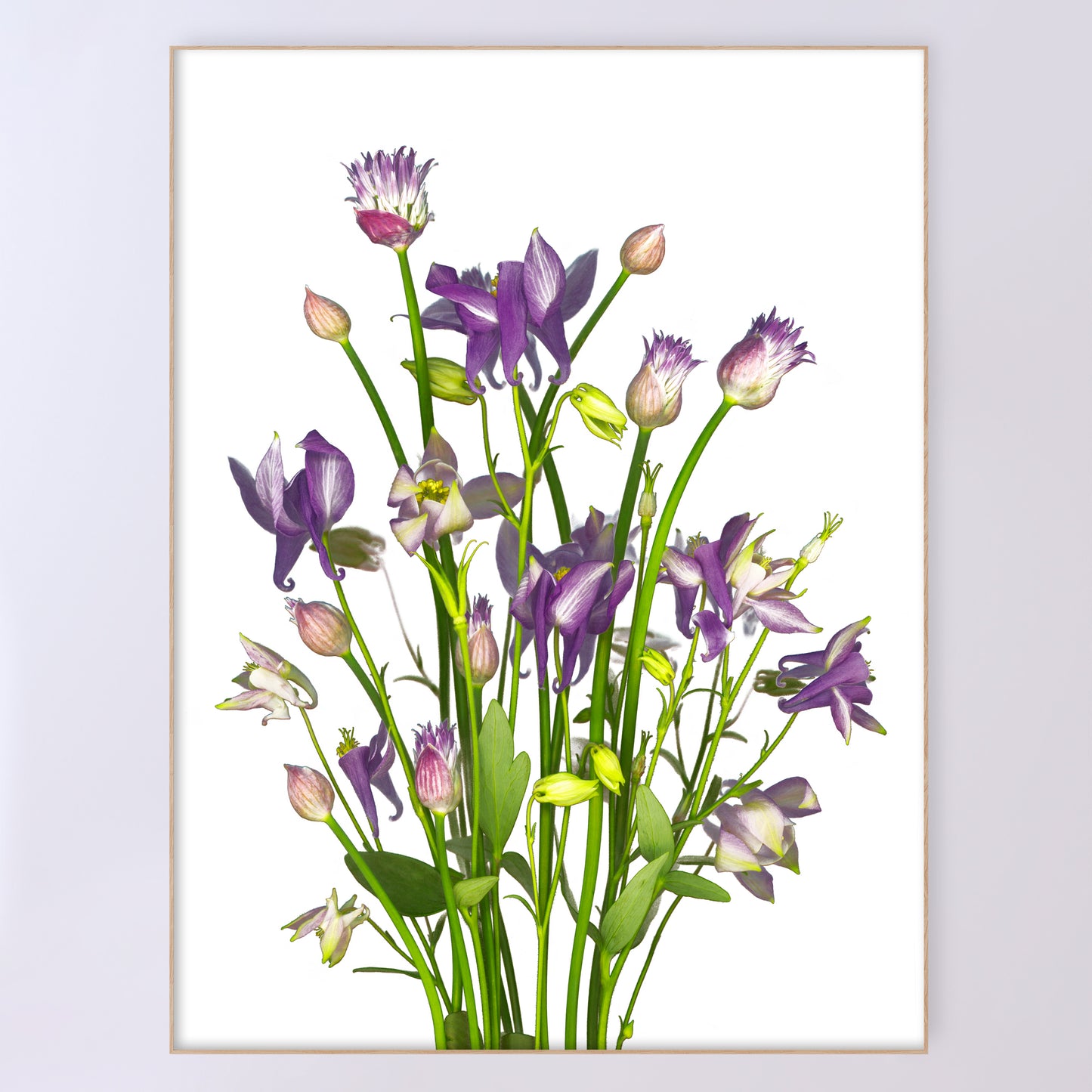 This fine art print features a bouquet of columbine flowers with chives in bloom on a white background. The print measures 36x48 inches and has the code OE-366-5. The image was created using scanography by Carmen Grenier.