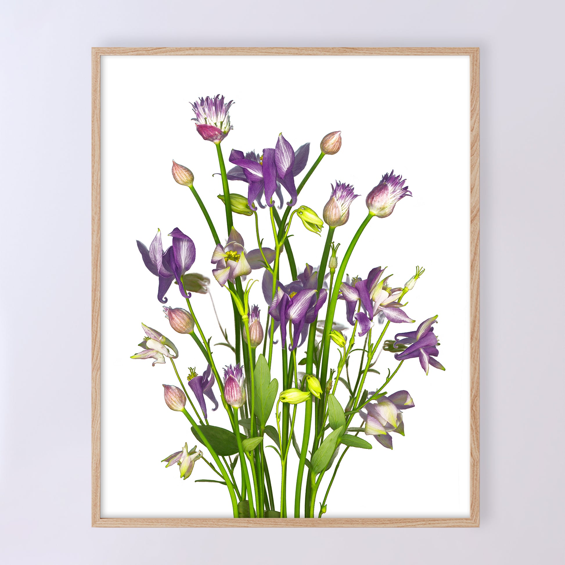 This fine art print features a bouquet of columbine flowers with chives in bloom on a white background. The print measures 24x30 inches and has the code OE-366-6. The image was created using scanography by Carmen Grenier.