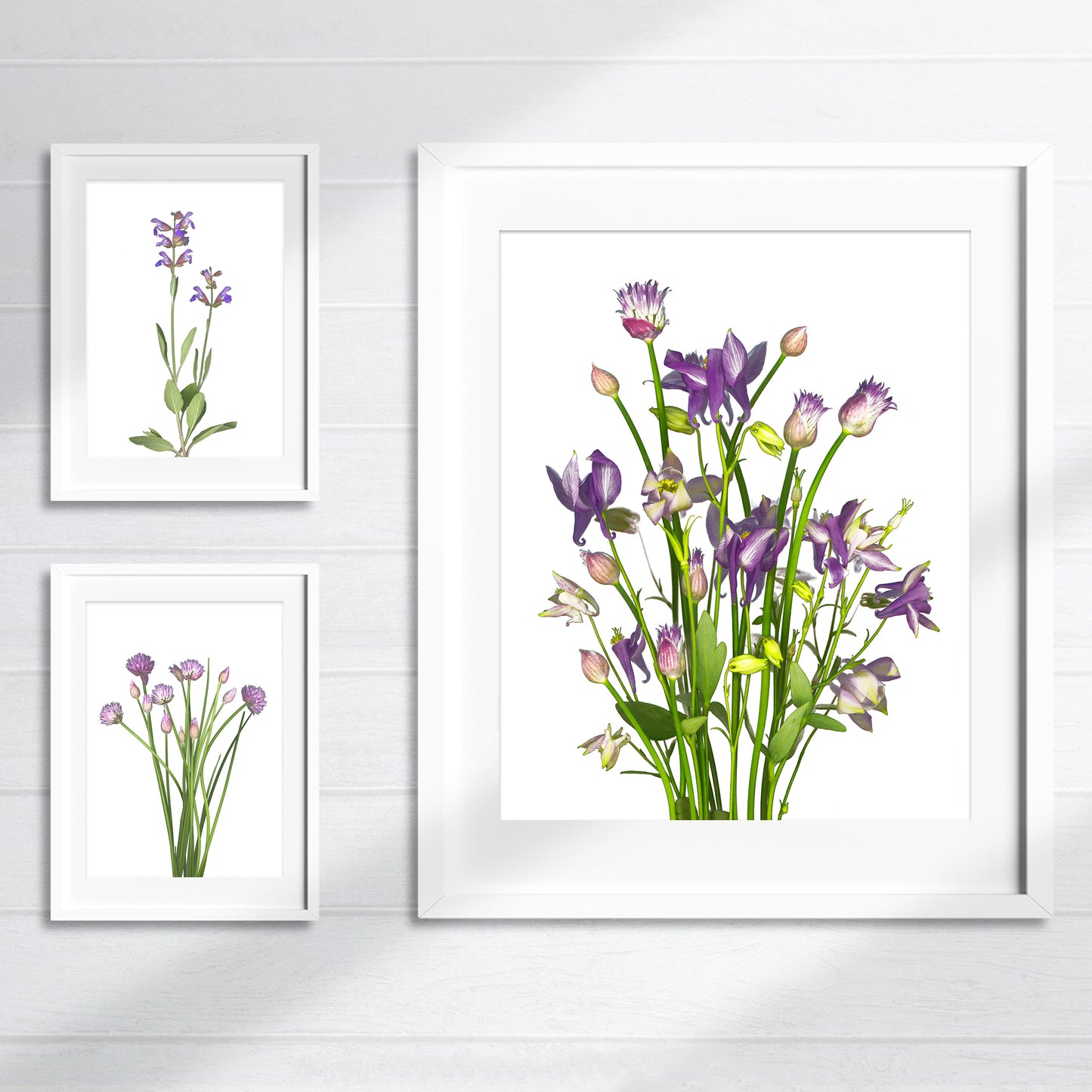 Open edition fine art prints featuring chives, sage and columbines in bloom on a white background. Scanography by Carmen Grenier.