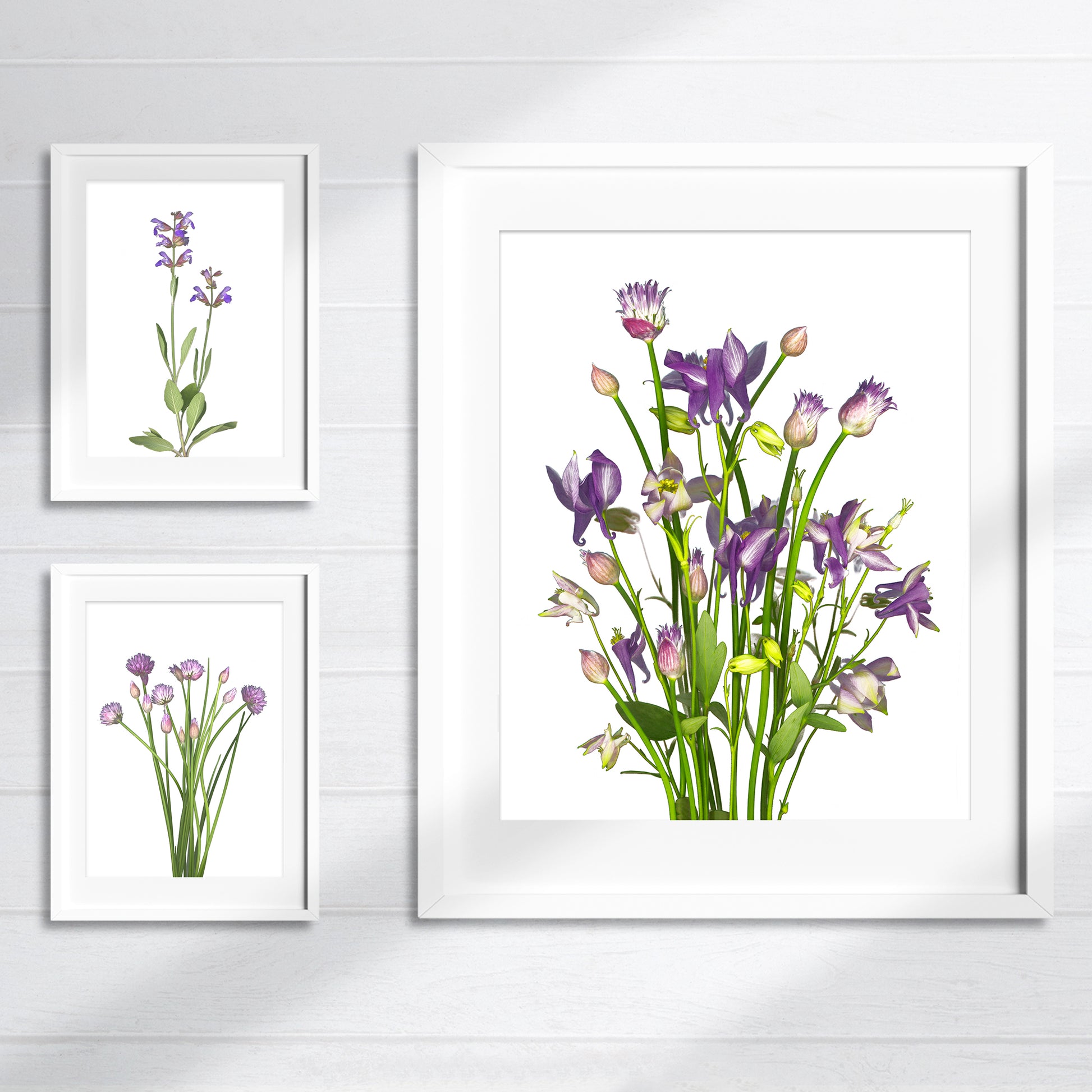 Open edition fine art prints featuring chives, sage and columbines in bloom on a white background. Scanography by Carmen Grenier.