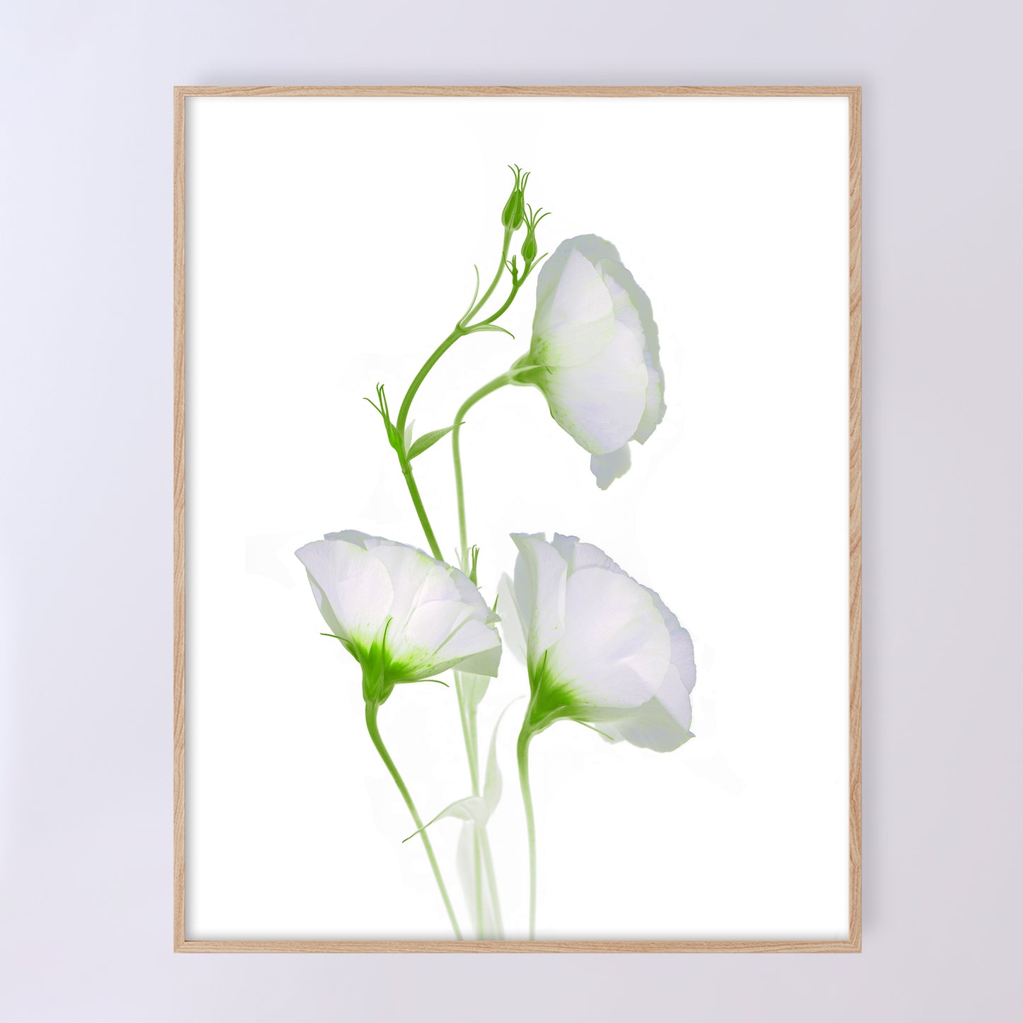 open edition print of three white campanula flowers on a white background. 11x14 inches code OE-367-2, scanography by Carmen Grenier.