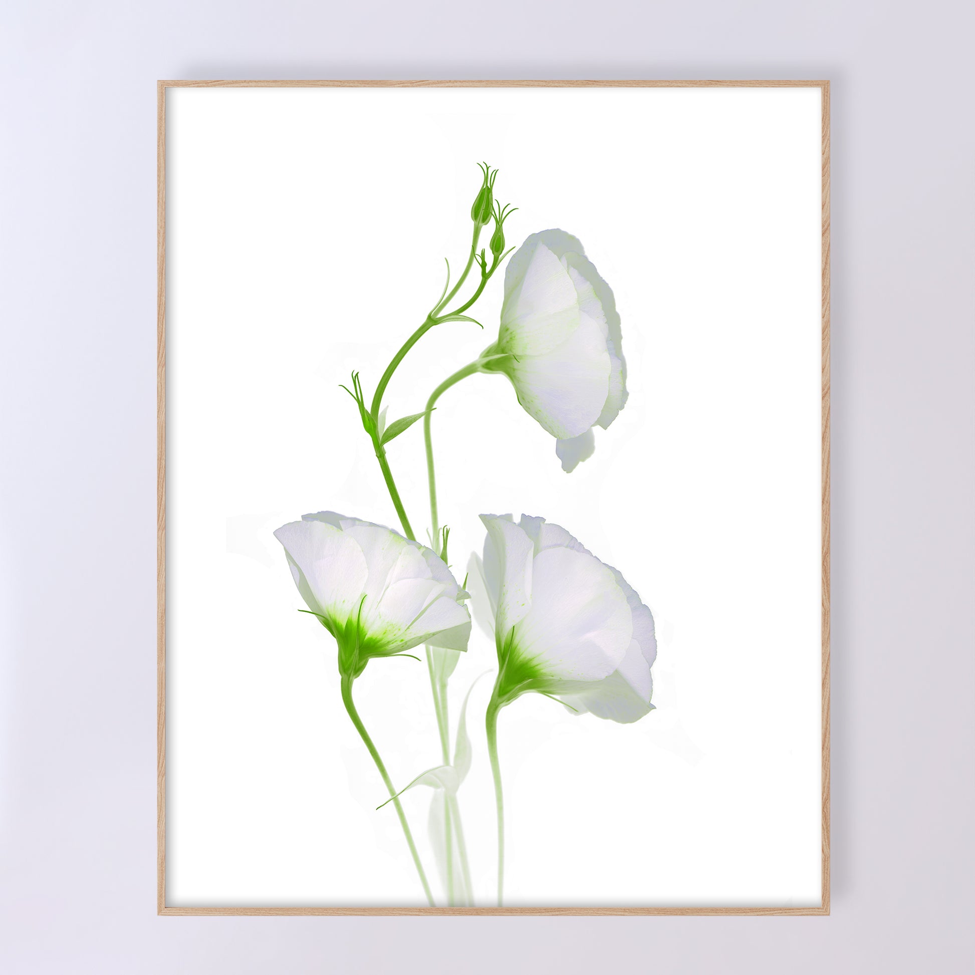 open edition print of three white campanula flowers on a white background. 16x20 inches code OE-367-3, scanography by Carmen Grenier.