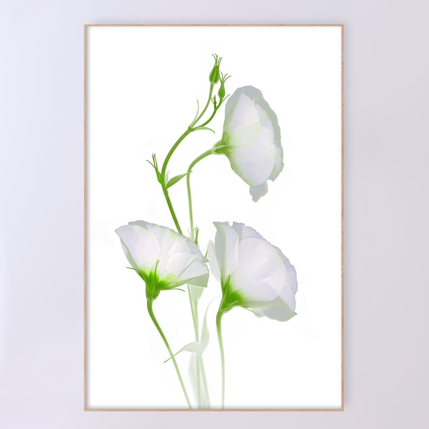 open edition print of three white campanula flowers on a white background. 24x36 inches code OE-367-4, scanography by Carmen Grenier.