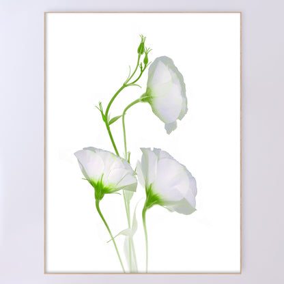 open edition print of three white campanula flowers on a white background. 36x48 inches code OE-367-5, scanography by Carmen Grenier.