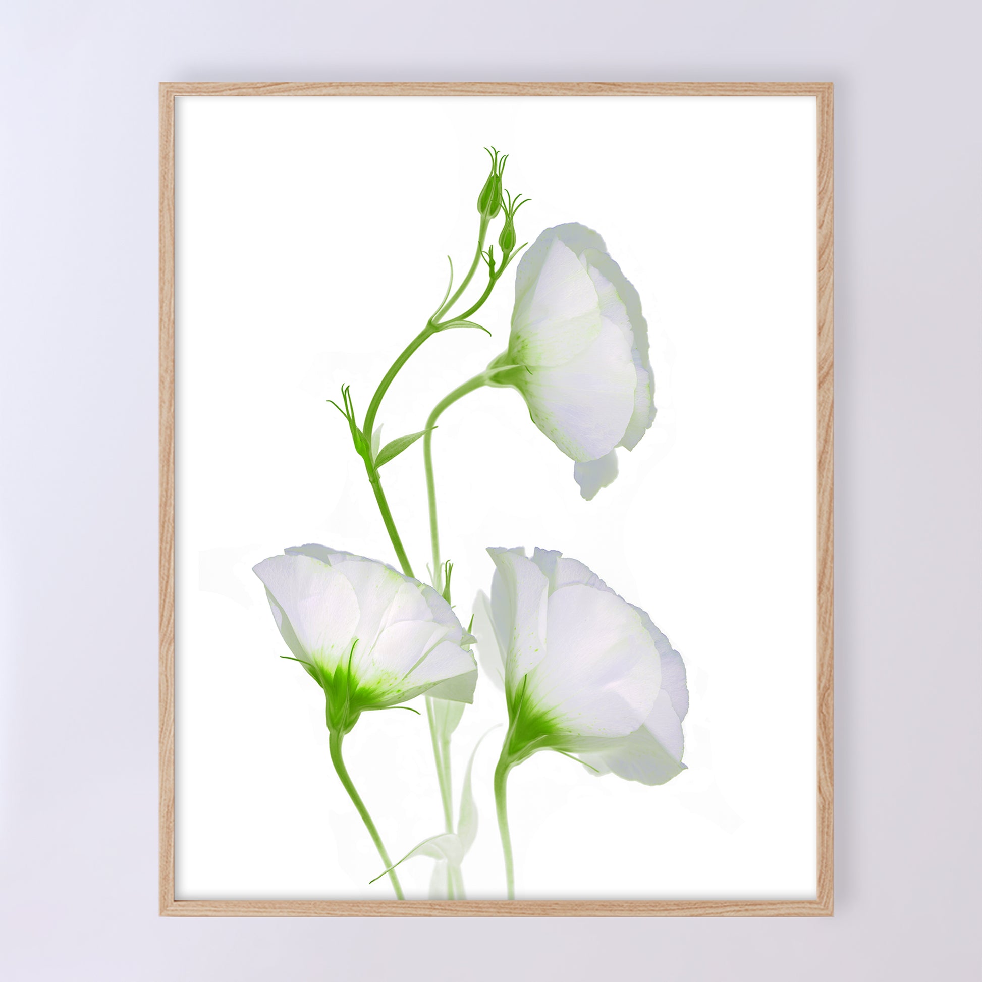 open edition print of three white campanula flowers on a white background. 8x10 inches code OE-367-1, CarmenGrenier.com