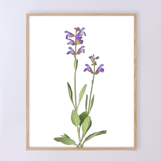 Edibles | Sage in Bloom | Open Edition Prints