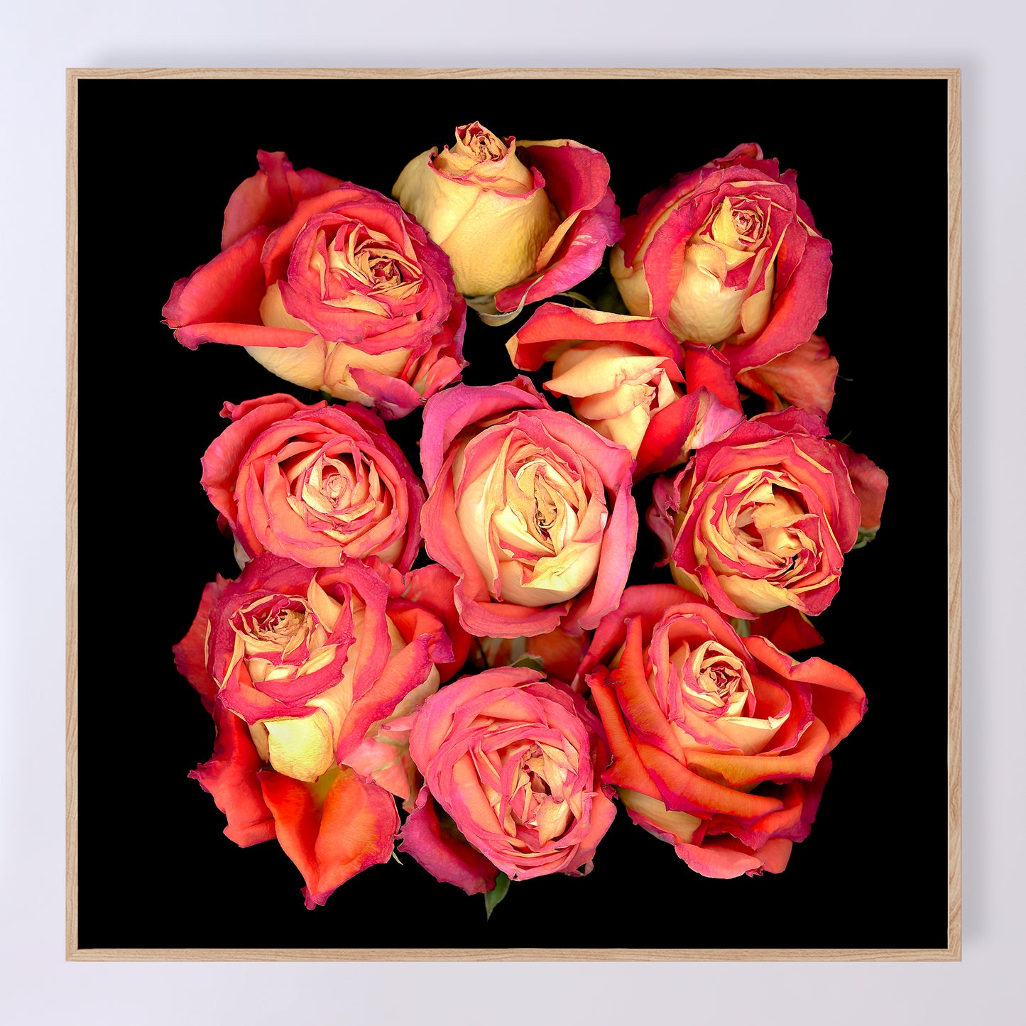 bouquet of pink dried roses flowers on a black background, 14x14 inches, sku code OE-371 14x14, scanography by Carmen Grenier