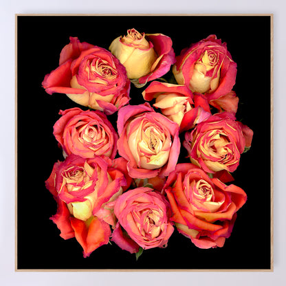 bouquet of pink dried roses flowers on a black background, 20x20 inches, sku code OE-371 20x20, scanography by Carmen Grenier