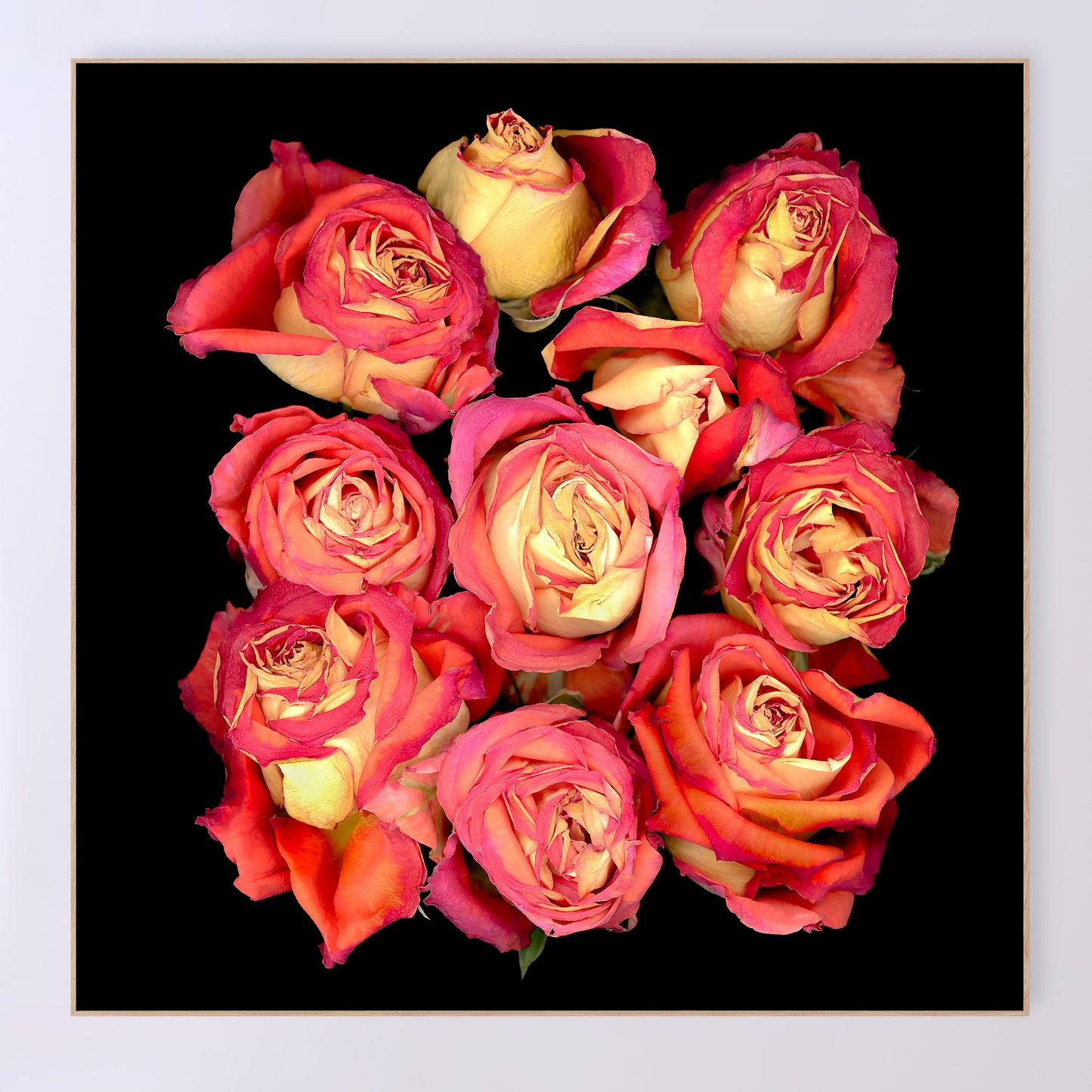 bouquet of pink dried roses flowers on a black background, 36x36 inches, sku code OE-371 36x36, scanography by Carmen Grenier