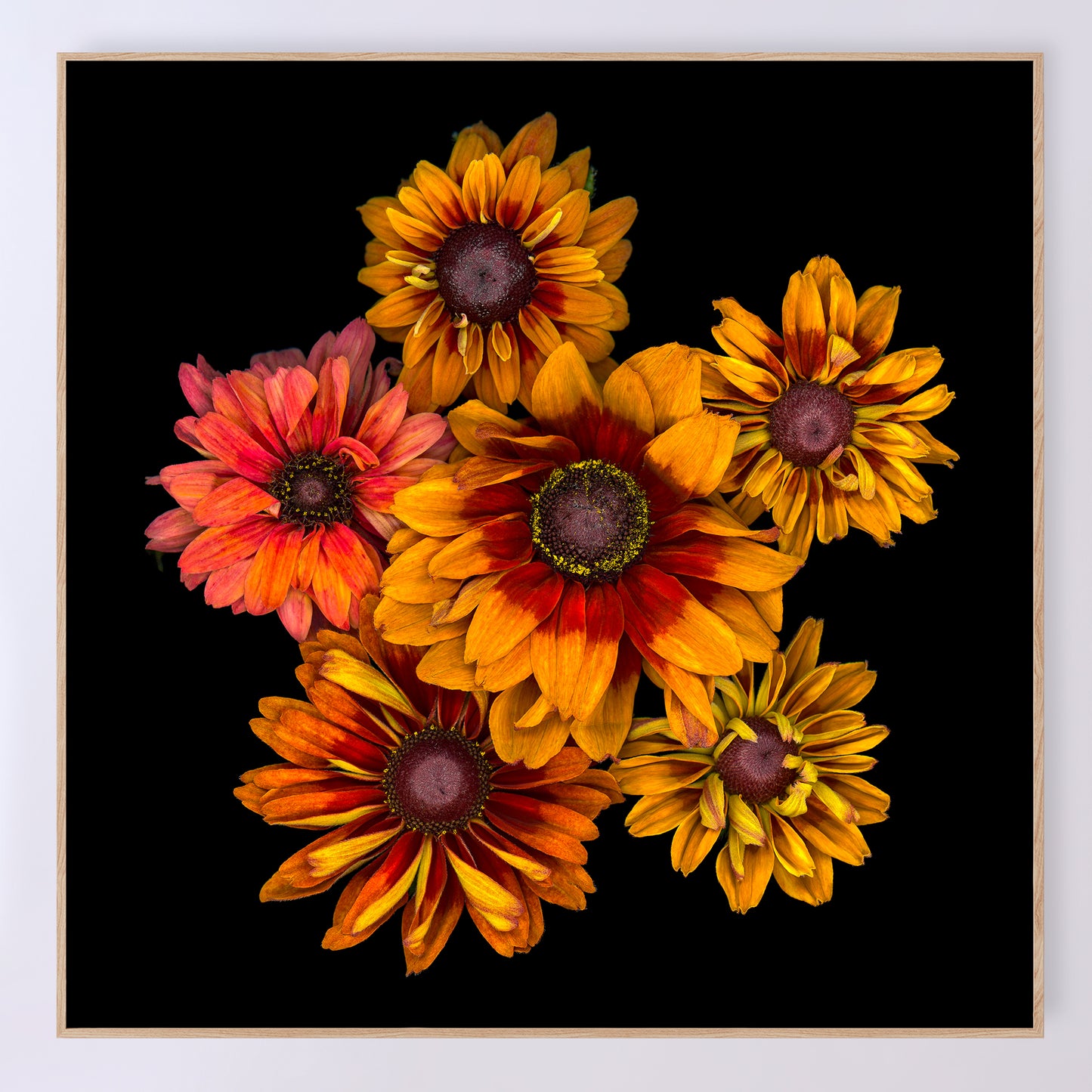 rudbeckia ’sahara' flowers on a black background, 20x20 inches, sku code OE-372 20x20 scanography by Carmen Grenier