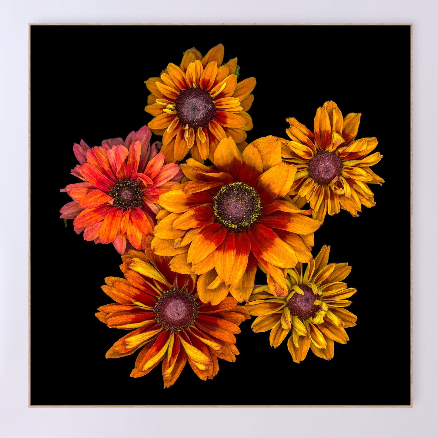 rudbeckia ’sahara' flowers on a black background, 36x36 inches, sku code OE-372 36x36, scanography by Carmen Grenier