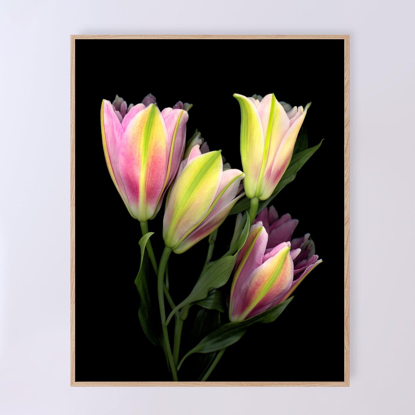 A stunning bouquet of pink Asiatic lilies on a black background. OE-375 11x14 inches. Scanography by Carmen Grenier.