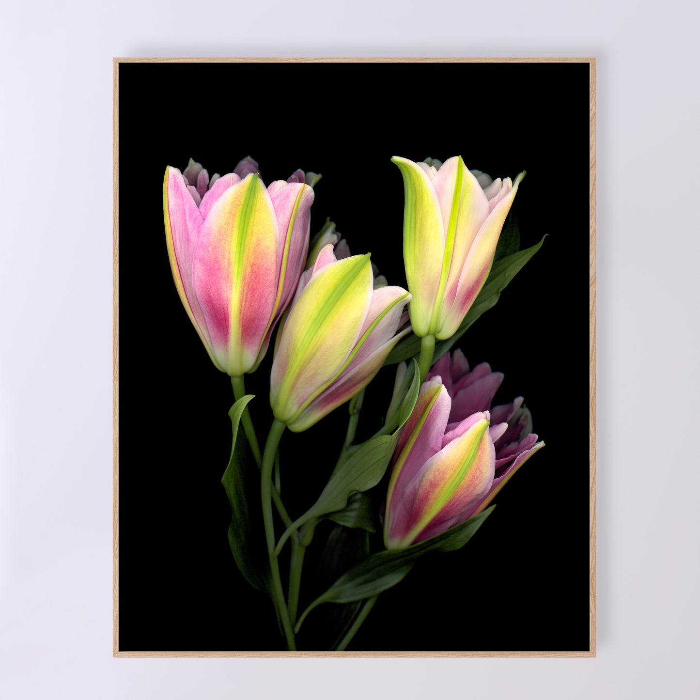 A stunning bouquet of pink Asiatic lilies on a black background. OE-375 16x20 inches. Scanography by Carmen Grenier.