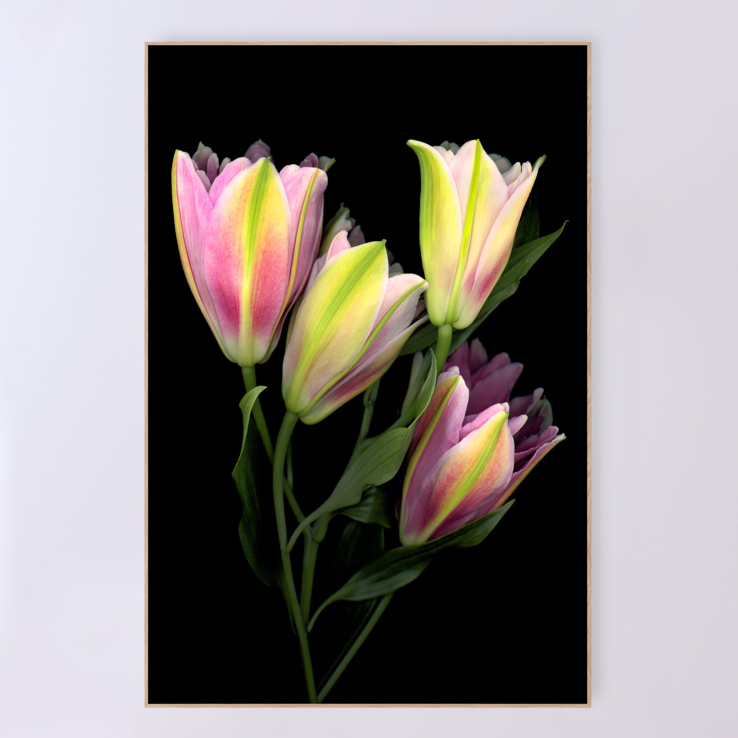 A stunning bouquet of pink Asiatic lilies on a black background. OE-375 24x36 inches. Scanography by Carmen Grenier.