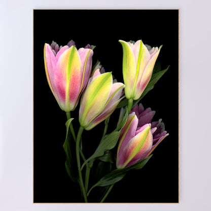 A stunning bouquet of pink Asiatic lilies on a black background. OE-375 36x48 inches. Scanography by Carmen Grenier.