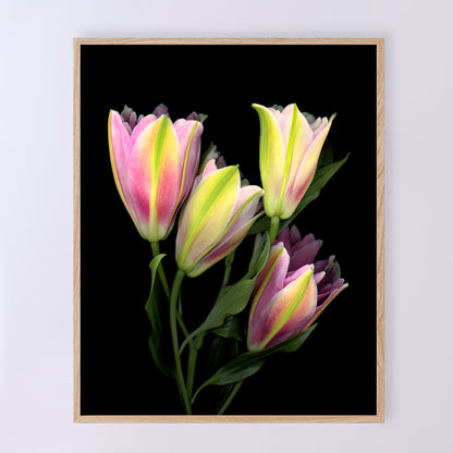 A stunning bouquet of pink Asiatic lilies on a black background. OE-375 8x10 inches. Scanography by Carmen Grenier.