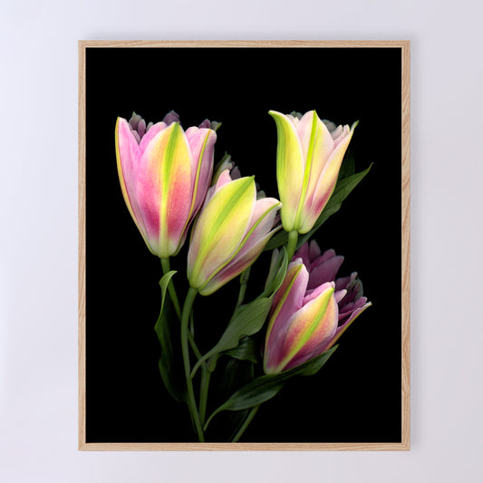 A stunning bouquet of pink Asiatic lilies on a black background. OE-375 8x10 inches. Scanography by Carmen Grenier.