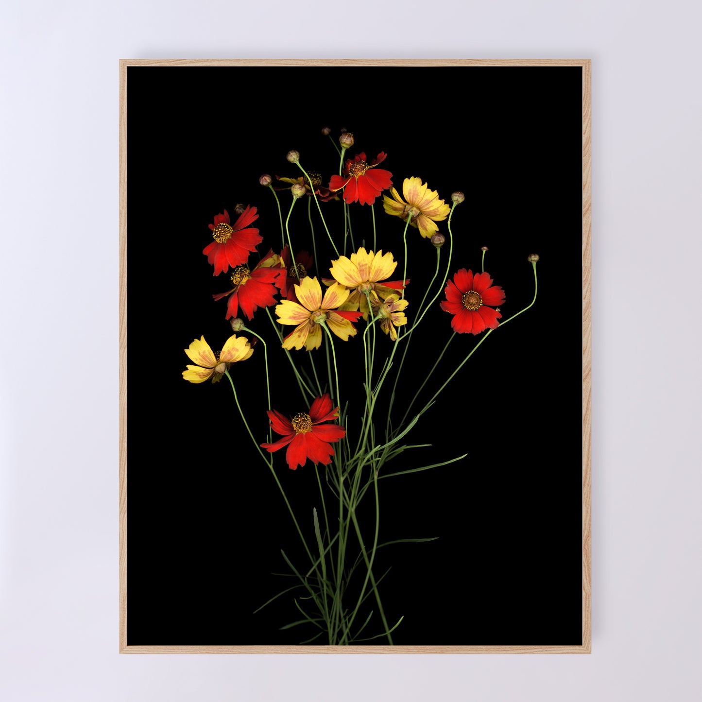 A bouquet of Coreopsis tinctoria, delicate red and yellow flowers on a black background. Open edition print by Carmen Grenier. OE-380-11x14.