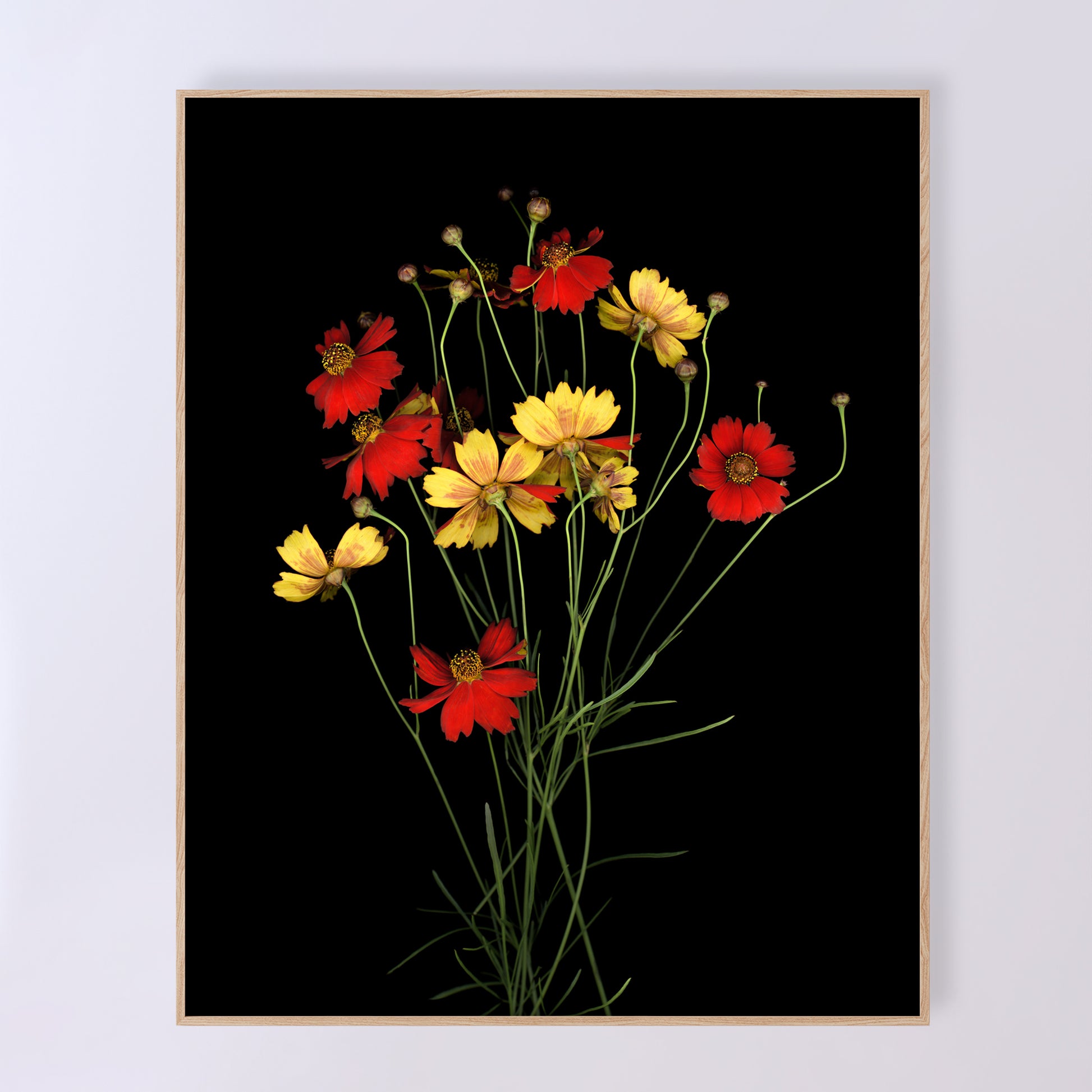 A bouquet of Coreopsis tinctoria, delicate red and yellow flowers on a black background. Open edition print by Carmen Grenier. OE-380-16x20.