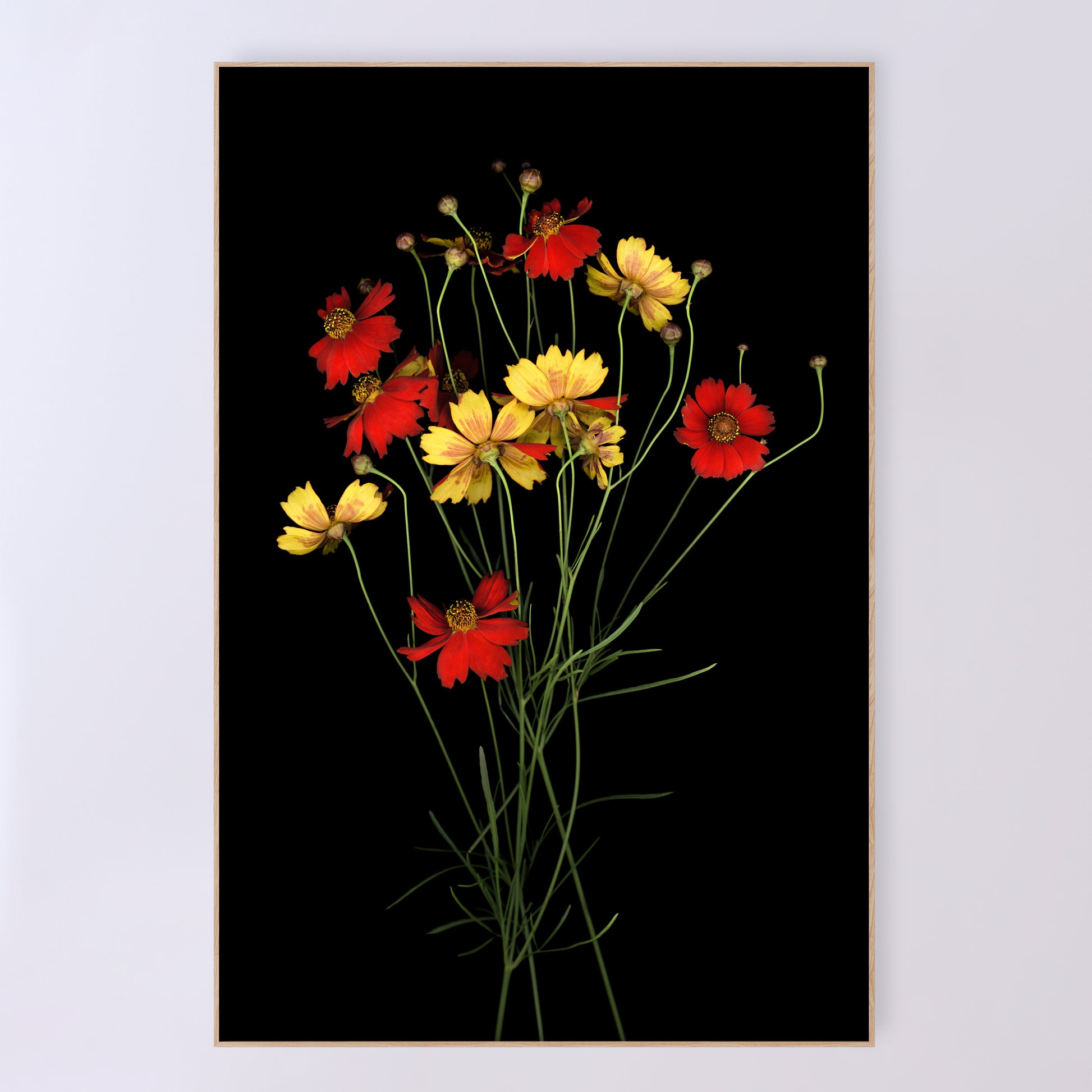 A bouquet of Coreopsis tinctoria, delicate red and yellow flowers on a black background. Open edition print by Carmen Grenier. OE-380-24x36.