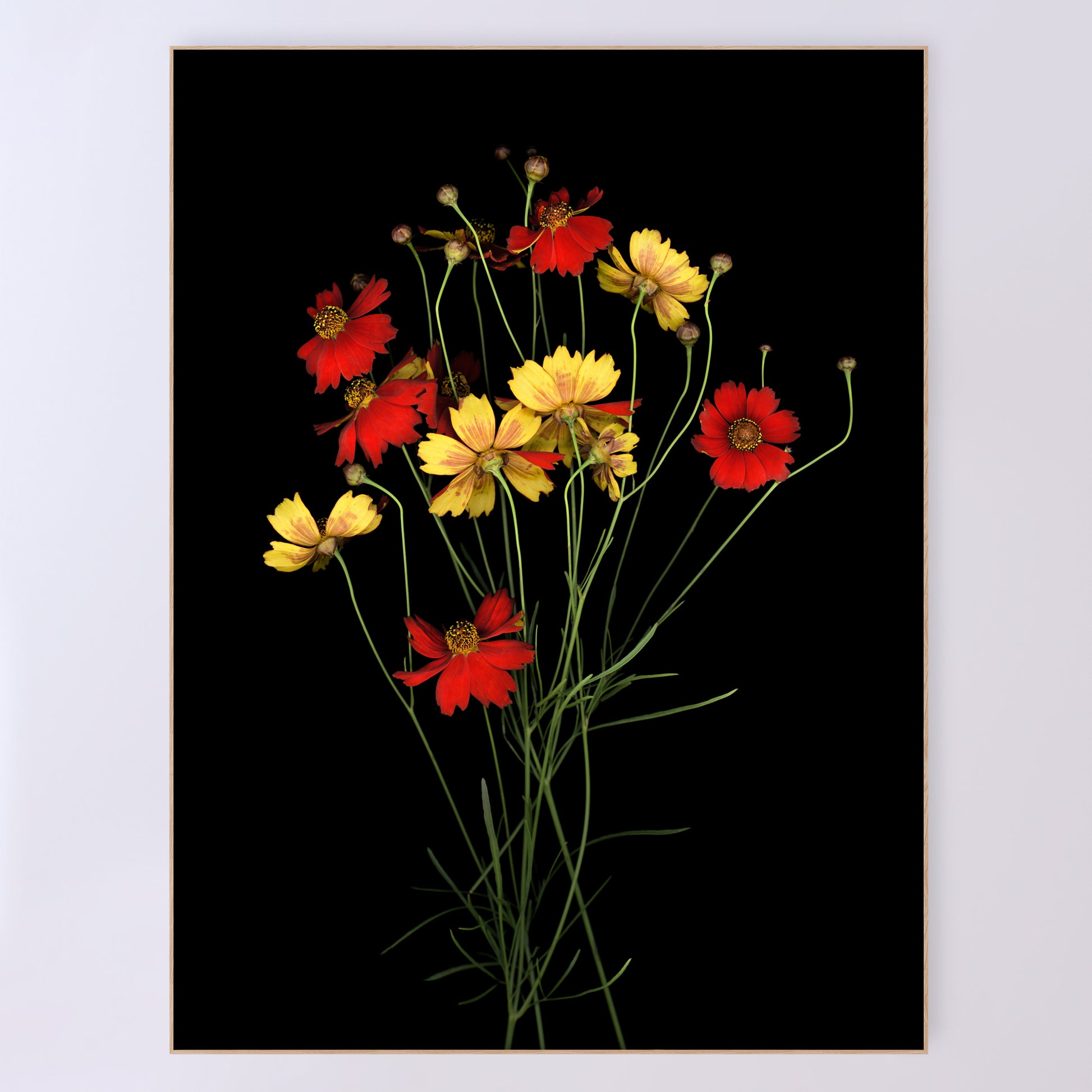 A bouquet of Coreopsis tinctoria, delicate red and yellow flowers on a black background. Open edition print by Carmen Grenier. OE-380-36x48.