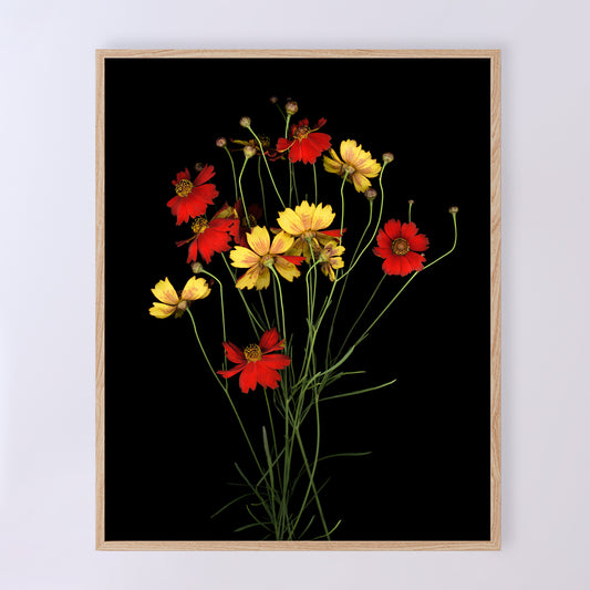 A bouquet of Coreopsis tinctoria, delicate red and yellow flowers on a black background. Open edition print by Carmen Grenier. OE-380-8x10